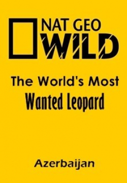 Best The World's Most Wanted Leopard (Azerbaijan) wallpapers.
